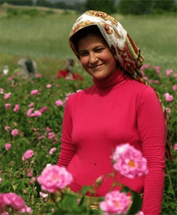 Robertet rose harvest.