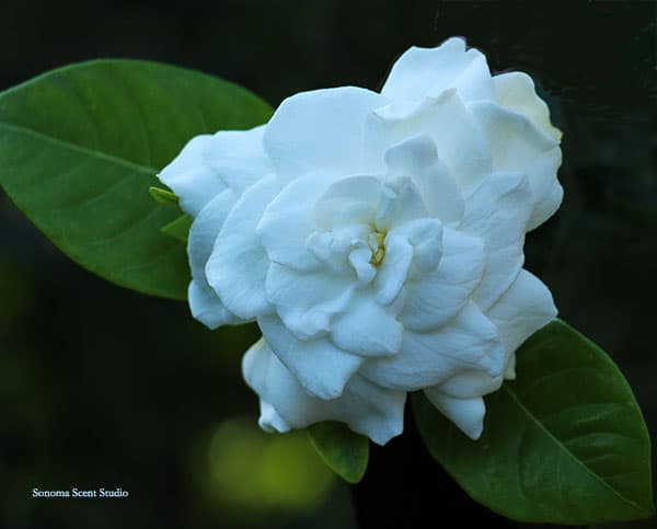 gardenia_smaller